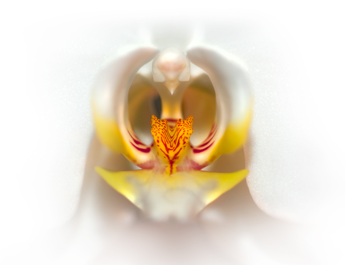 Inner Beauty