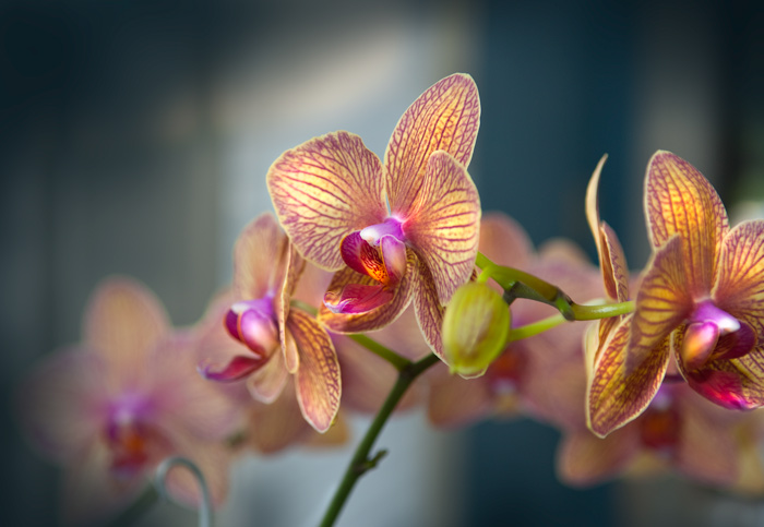 Orchid Clan