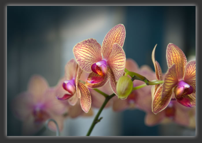 orchid clan